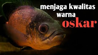 tips perawatan dan menjaga warna ikan Oscar agar tetap setabilikanhias oscarfishcichlidafrika [upl. by Nolyar423]