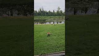 Befriending Wild Fox 🦊 foxes redfox feedinganimals garden [upl. by Cate]