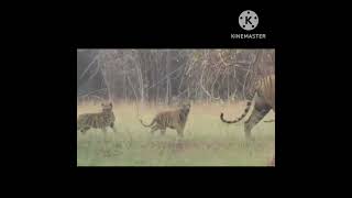 Bijli Tigress with 3 cubs Tadoba Tiger [upl. by Noyrb]