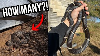 Old Farm LOADED with Rattlesnakes January Diamondbacks Box Turtle Rescue and More [upl. by Krutz]