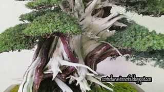 Juniperus Rigida Tosho Meifu Ten 2014 Bonsai Exhibition  By Jose AcuñaCentro Bonsai Tenerife [upl. by Niemad]