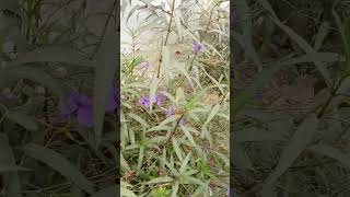 Ruellia tuberosa  scientific name of this flowershorts video [upl. by Agretha]