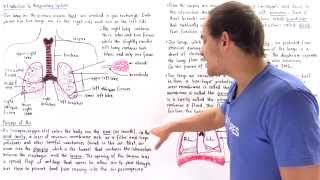 Introduction to Human Respiratory System [upl. by Khajeh]