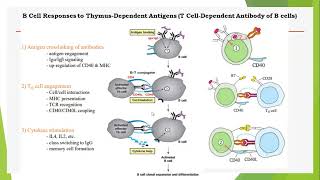 Lecture 4b B cell activation and differentiation immunological memory antibodies and function [upl. by Asin602]