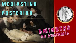 MEDIASTINO POSTERIOR parte 1  5 minutos de anatomía [upl. by Dranel]