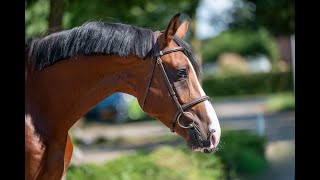 HERRE HOPPE FASWEDE HERMANTICO x EDINBURG  2021 stallion [upl. by Enella414]