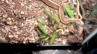 Birth of Garter Snakes [upl. by Darton197]