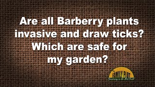 QampA – Are all barberry plants invasive and draw ticks [upl. by Marucci234]