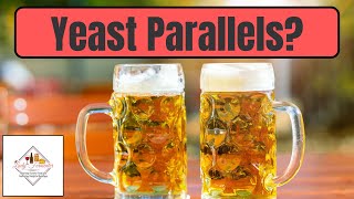 5 reasons to do a yeast parallel when brewing beer [upl. by Jacobba]