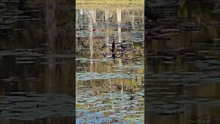 anhinga animals americanbirdwatching wildlife birdspotting nature amer birdwatching [upl. by Anav]