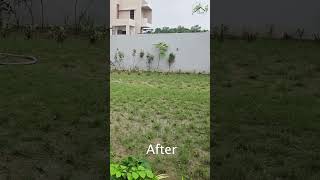 Before amp After🪴  Dr Abhijit Patil  Shiva Home amp Garden Care [upl. by Apthorp]