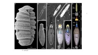 Dinoflagellates  Nematocysts [upl. by Javed]