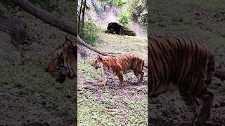 Bengal Tiger 🐯 shorts trending youtubeshorts tiger wildlife animals short ytshorts funny [upl. by Siana]