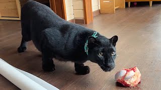 Someone broke into the house of Luna the panther 😱ENG SUB [upl. by Walrath]