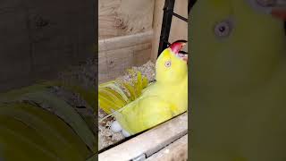 Yellow ringneck parrot eggs laying birds birdbreeder birdslover birdshobby viralvideo birds [upl. by Krishnah391]