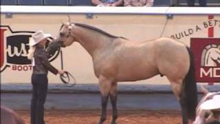 Not Kiddin Me AQHA Stallion [upl. by Laved]