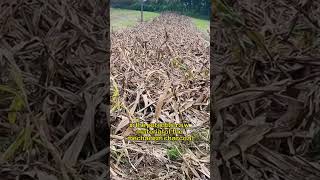 Dont sell corn stalks at a low price Theyre expensive when crushed machine wood farming [upl. by Tompkins]