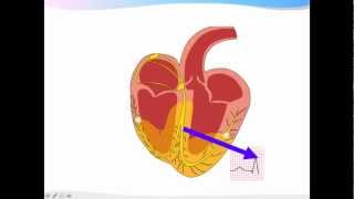 ECGpedia ECG introductiecursus de basics [upl. by Rosana]