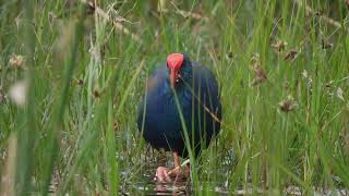 modrzyk afrykański Porphyrio madagascariensis African Swamphen Smaragdhuhn [upl. by Afirahs]