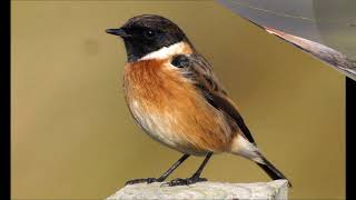 Tarabilla europea Saxicola rubicola Canto [upl. by Stewardson]