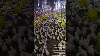 peternakan ayam broiler closes [upl. by Aicelet578]