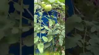 డ్రమ్ములో వివిధ రకాల కూరగాయలు vertical farming terracegarden roofgarden raitunestham [upl. by Nnyroc]