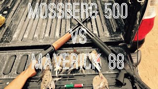 Mossberg 500 Vs Maverick 88 Not What You Think [upl. by Mirabelle]