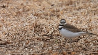 Killdeer in the field [upl. by Krenek493]