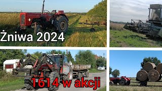 Żniwa 2024  Ursus c360  Ursus 1614  Fortschritt e514  Prasowanie Classem  🚜OPOROWO 🚨 [upl. by Kirbie617]