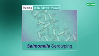 Salmonella Serotyping Training in the Lab with Magali [upl. by Brigid]