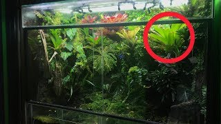 BROMELIADS  Ultimate plant for VIVARIUMS [upl. by Stillman]