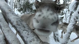 Exploring Lapland A magical journey in the North of Finland [upl. by Ivek]