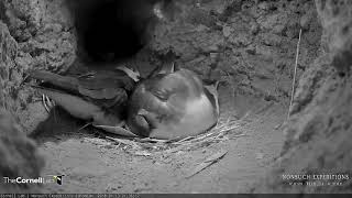 Bermuda Cahows Reunite And Male Takes Over Incubation Duties – Jan 13 2018 [upl. by Eeliab]