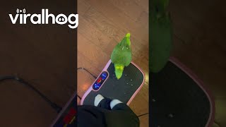 Parrot Steps on Vibration Plate  ViralHog [upl. by Moshell]