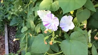 Companion plants Morning Glories amp Tomatoes [upl. by Fidel]