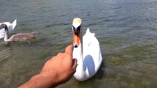 Brutal Swan attack gone wrong [upl. by Anelegna100]