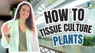 How to Tissue Culture Plants Your Ultimate Howto Guide [upl. by Gastineau160]