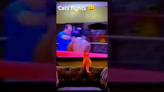 Mike Tyson cat Cats box after watching Mike Tyson capcut cats catfight [upl. by Eberly]