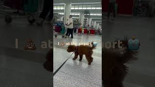 I 💩 at the airport 😂🤣 dog maltipoopuppy doglover pets dog icandothisallday [upl. by Lesli287]