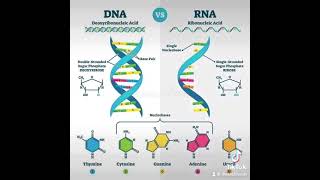 Difference between DNA and RNA  TheCellfieSeries LetsTakeACellfie [upl. by Garda409]