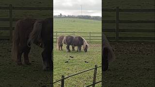 Shetland ponies [upl. by Lyrrehs]