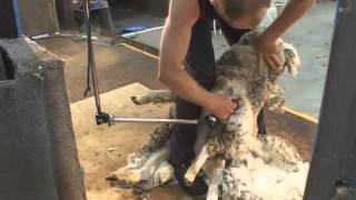 How to Shear  Shearing Merino sheep Fine Wool [upl. by Elleimac]