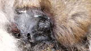 Decomposing Face of Japanese Macaque 猿の死に顔に群がる蛆虫 [upl. by Nywde708]