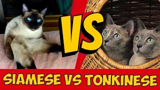 Siamese Vs Tonkinese Cat What Are The Differences [upl. by Aniretake]