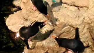 Rockhopper penguins vocalizing [upl. by Dorrahs]