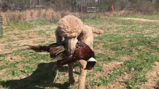 Louter Creek Hunting Poodles Tower Shoot 2017 [upl. by Ztirf]