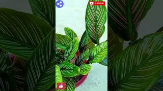 How to care Calathea plant Calathea plant naturalenvironment331 [upl. by Kus]