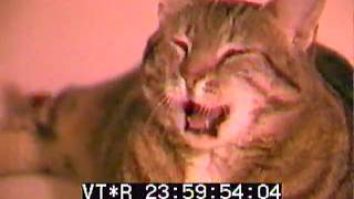 Cat YawnSony BVP330 Test Footage [upl. by Fidela]