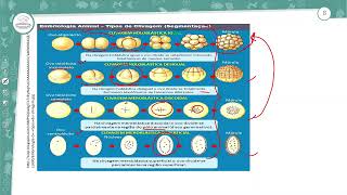 381  DESENVOLVIMENTO EMBRIONÁRIO I  BIOLOGIA  1º ANO EM  AULA 3812024 [upl. by Eirellav]
