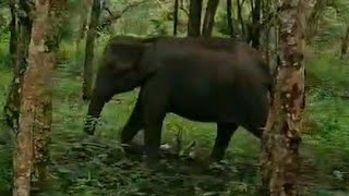 Eliphant in muthanga forest🐘 [upl. by Gibbon]